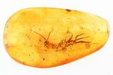 Fossil Stone Centipede (Lithobiidae) In Baltic Amber #307425-1
